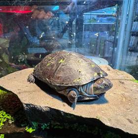 African Side Neck Turtle