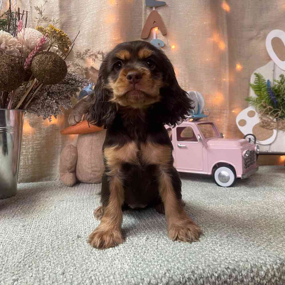 carousel pet images