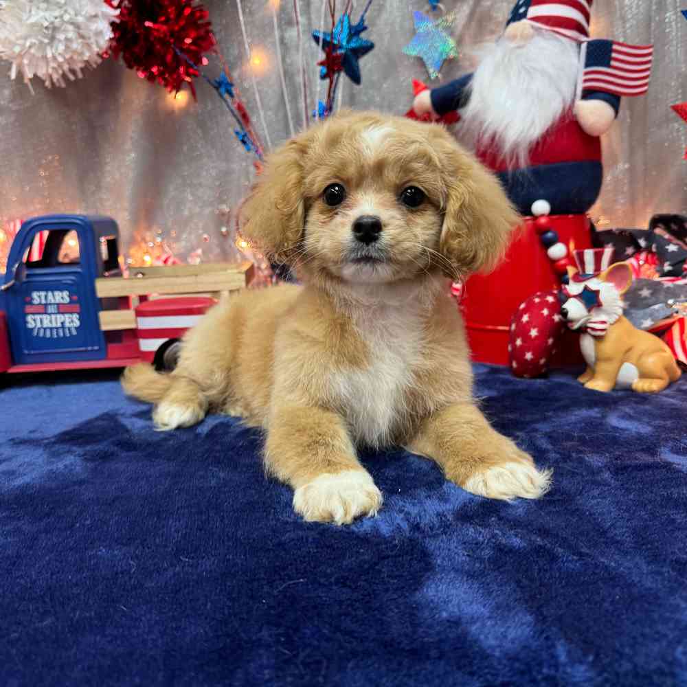 carousel pet images