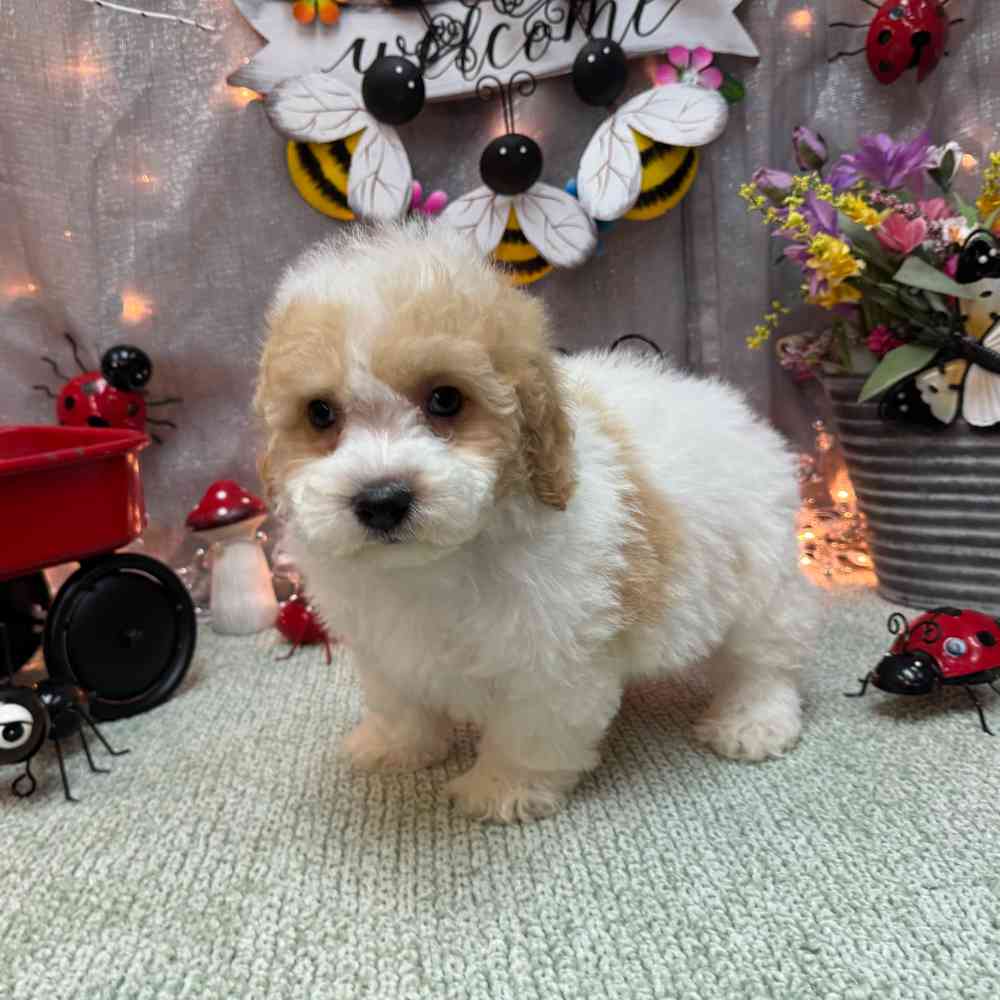 carousel pet images