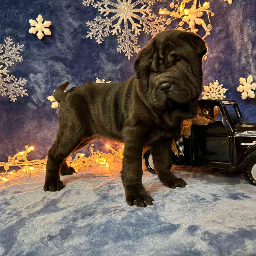 carousel pet images