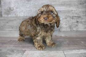 Cockapoo