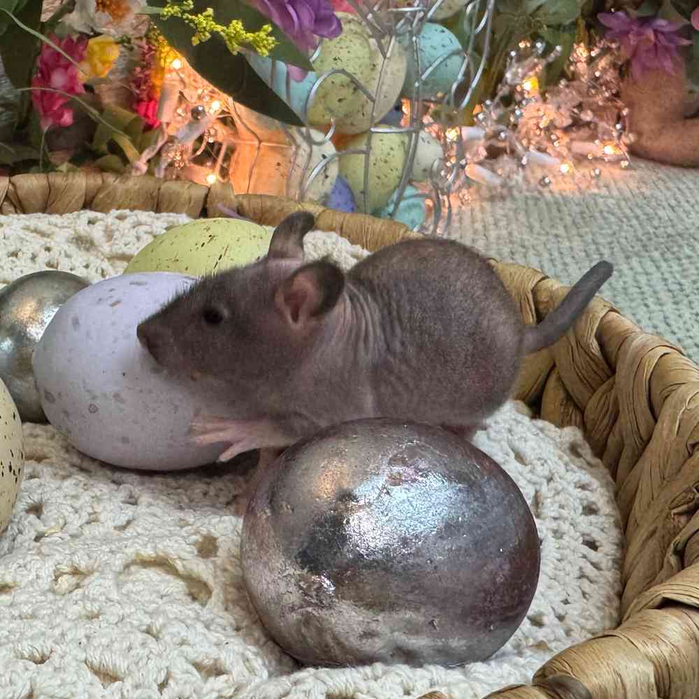 Image of a pet breed in the gallery