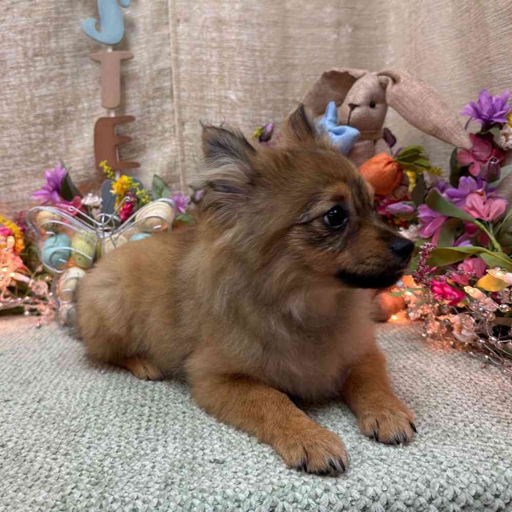 carousel pet images