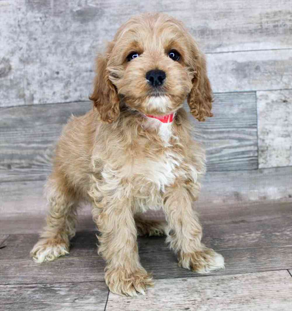 carousel pet images