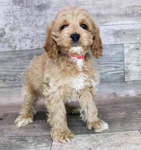 Cockapoo