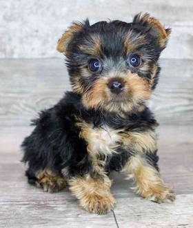 Yorkshire Terrier