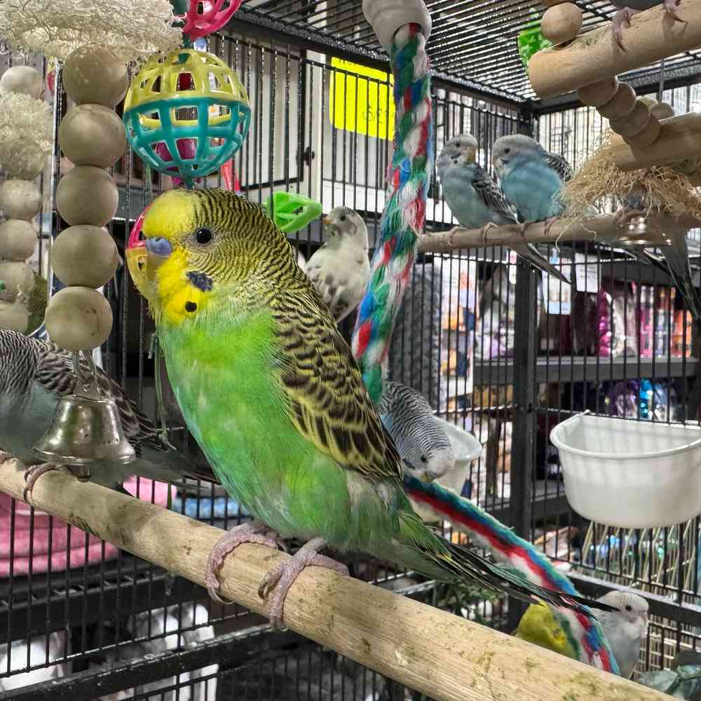 carousel pet images