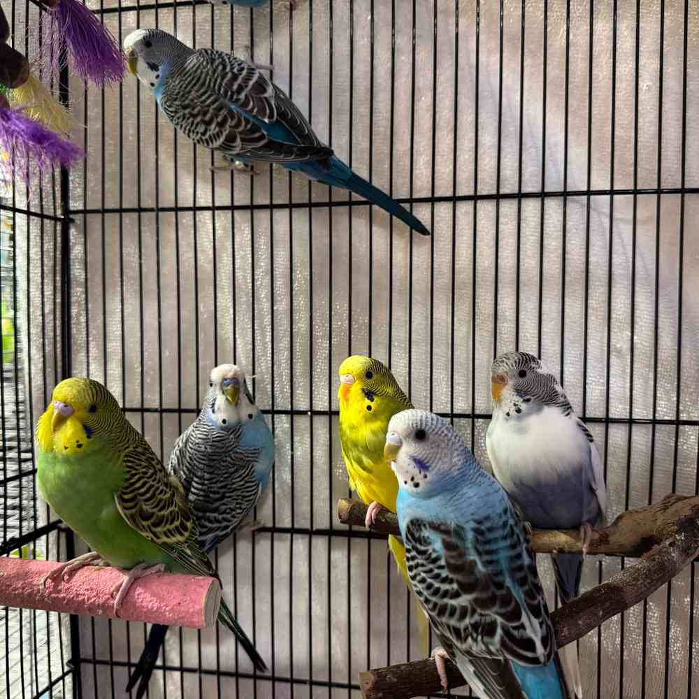 Image of a pet breed in the gallery