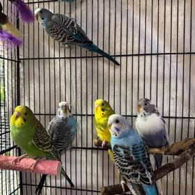 Parakeet