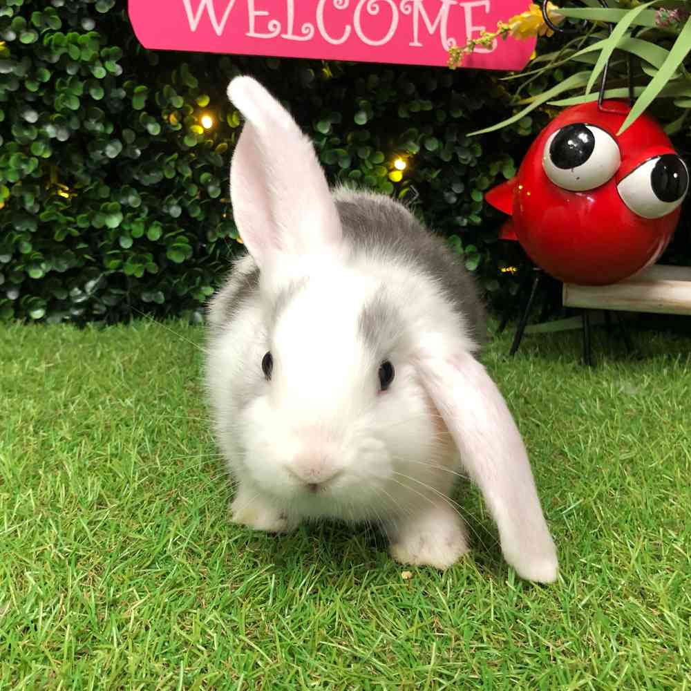 carousel pet images