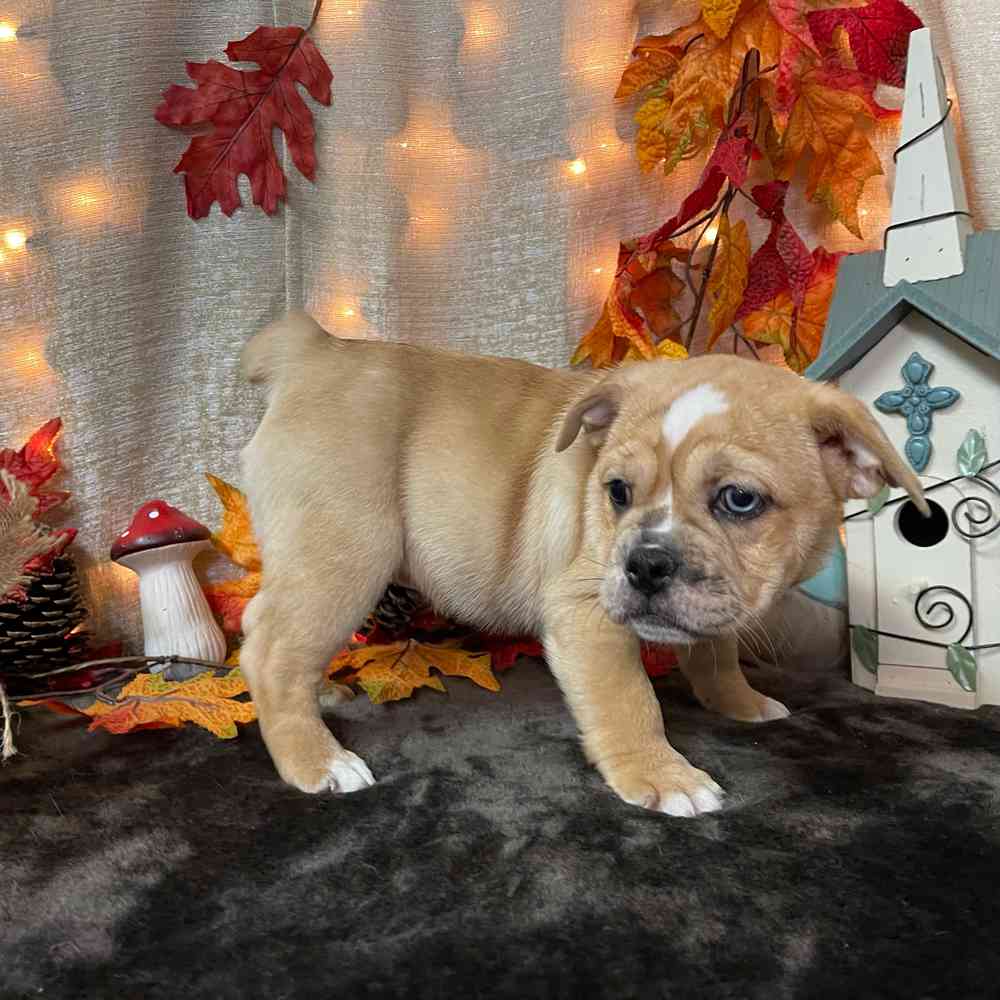 carousel pet images