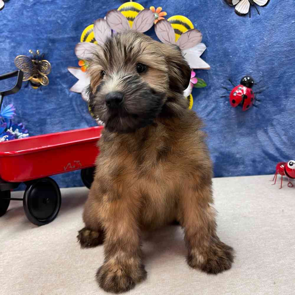 carousel pet images