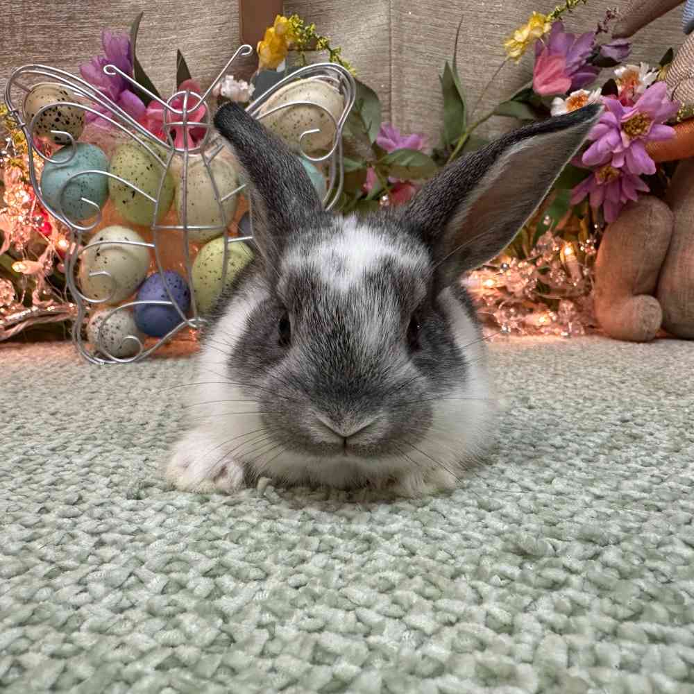 carousel pet images