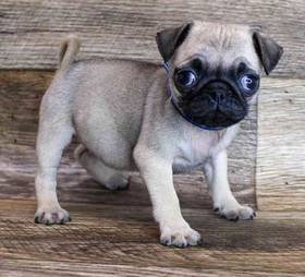Pug