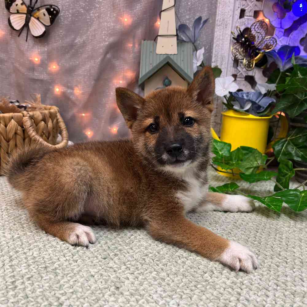 carousel pet images