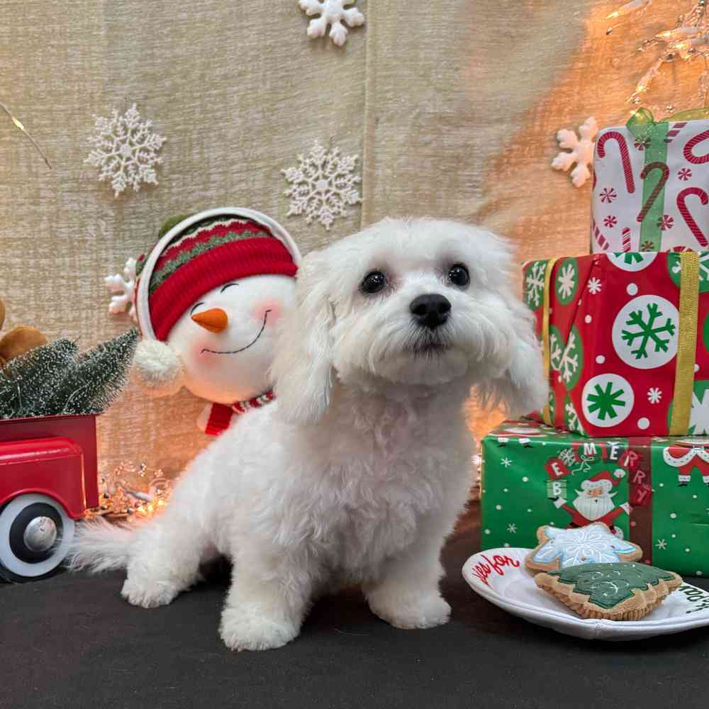 carousel pet images