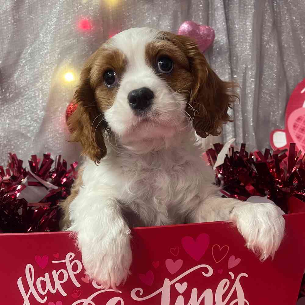 carousel pet images