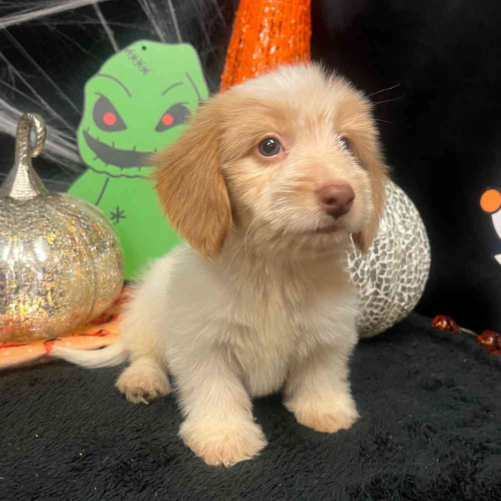 Image of a pet breed in the gallery