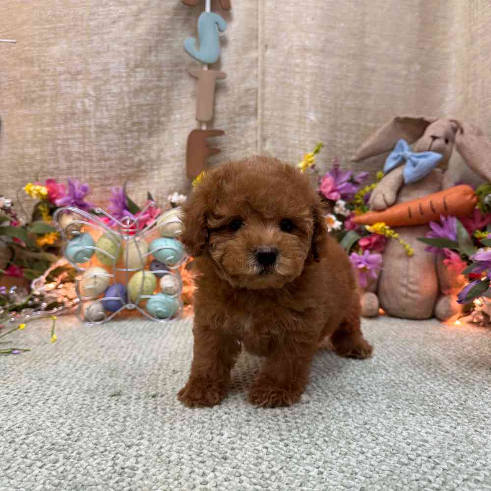 carousel pet images