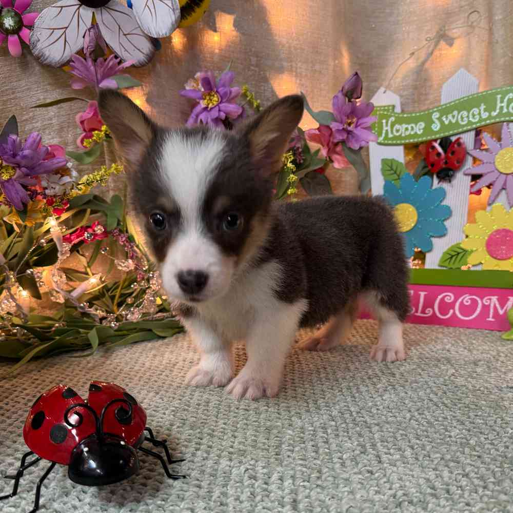 carousel pet images
