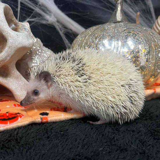 Hedgehog