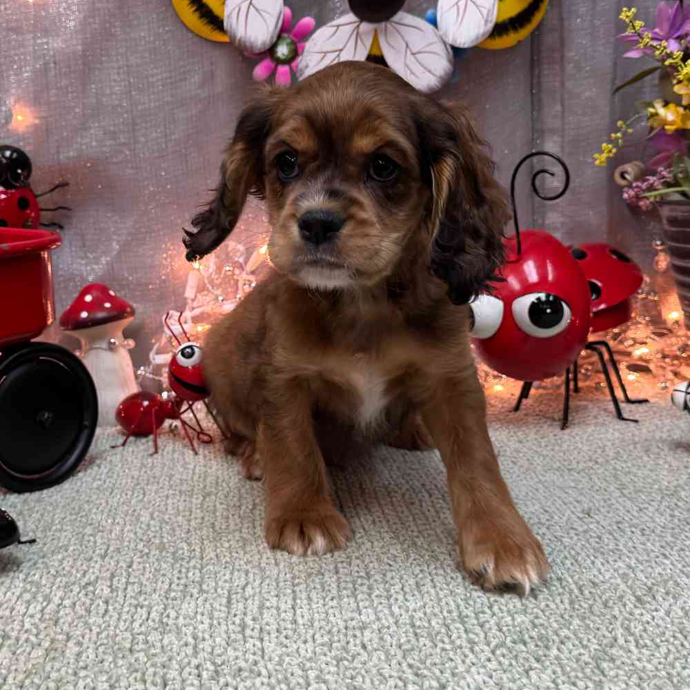 carousel pet images