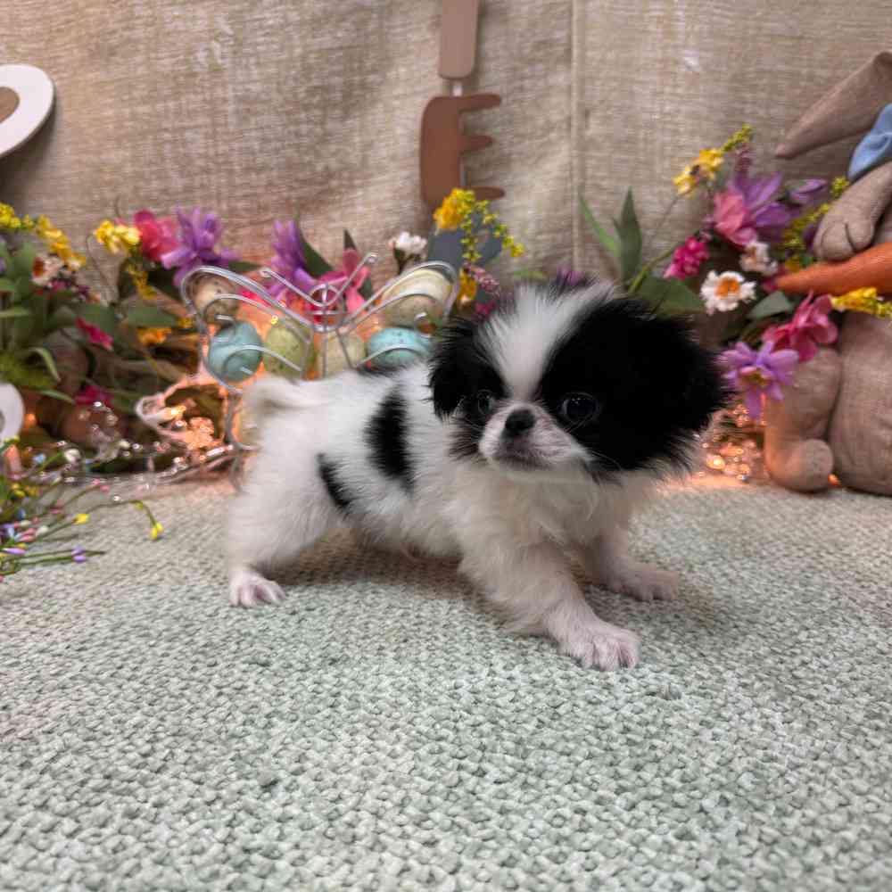 carousel pet images