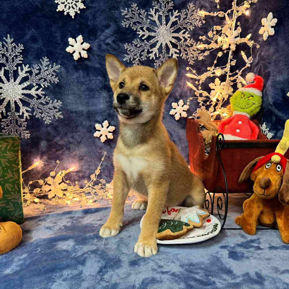 carousel pet images
