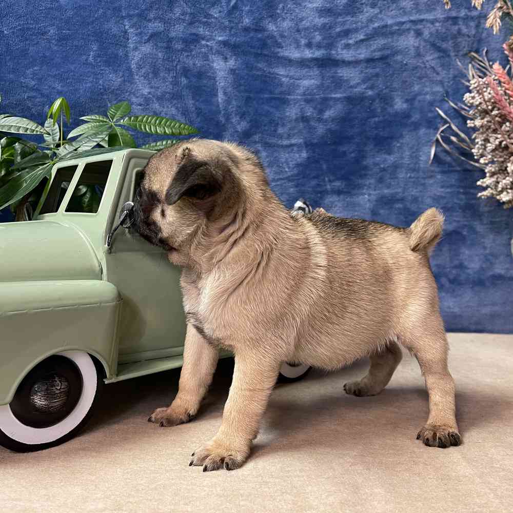 carousel pet images