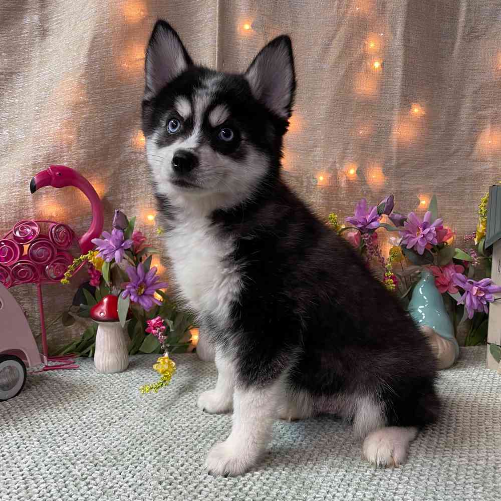 carousel pet images