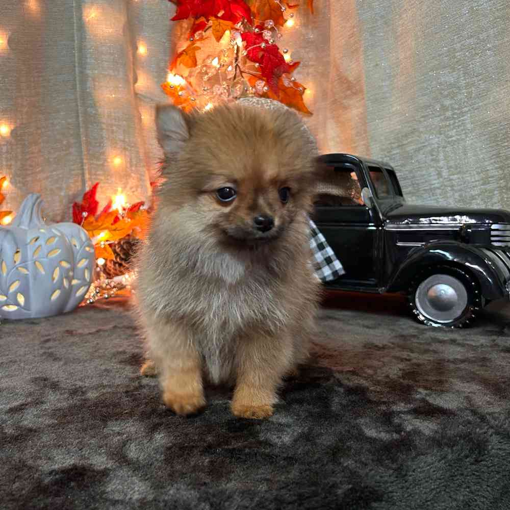 carousel pet images