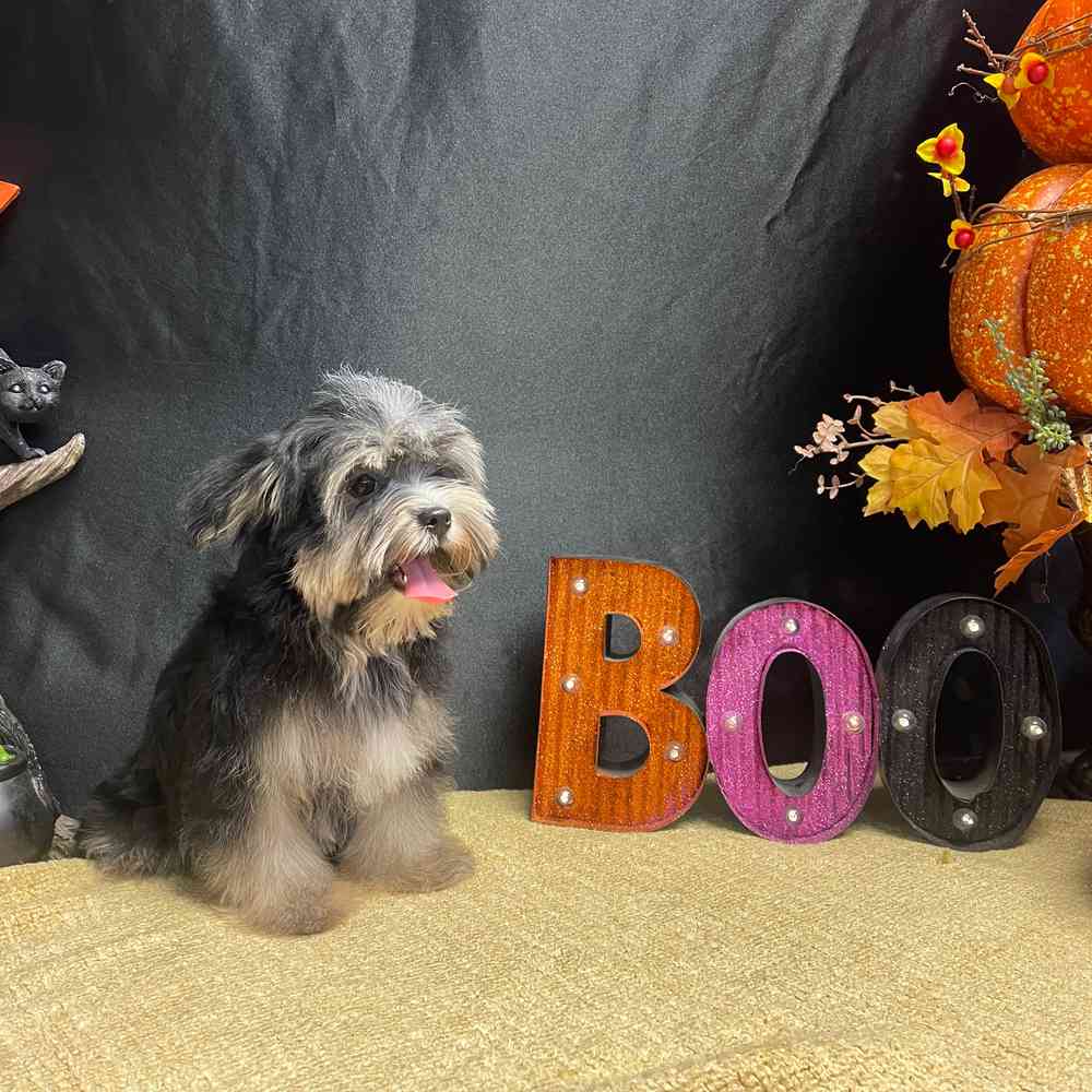 carousel pet images