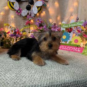 Yorkshire Terrier