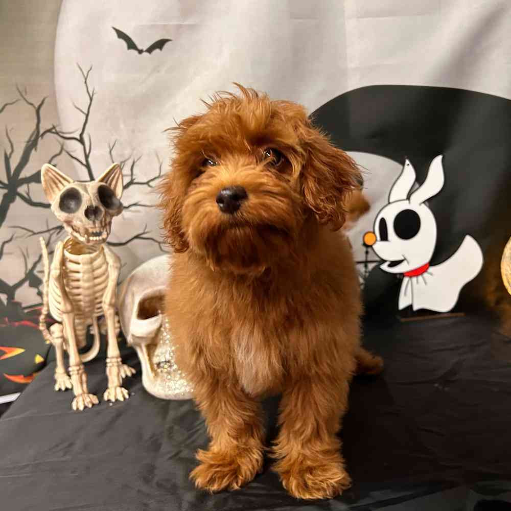 carousel pet images