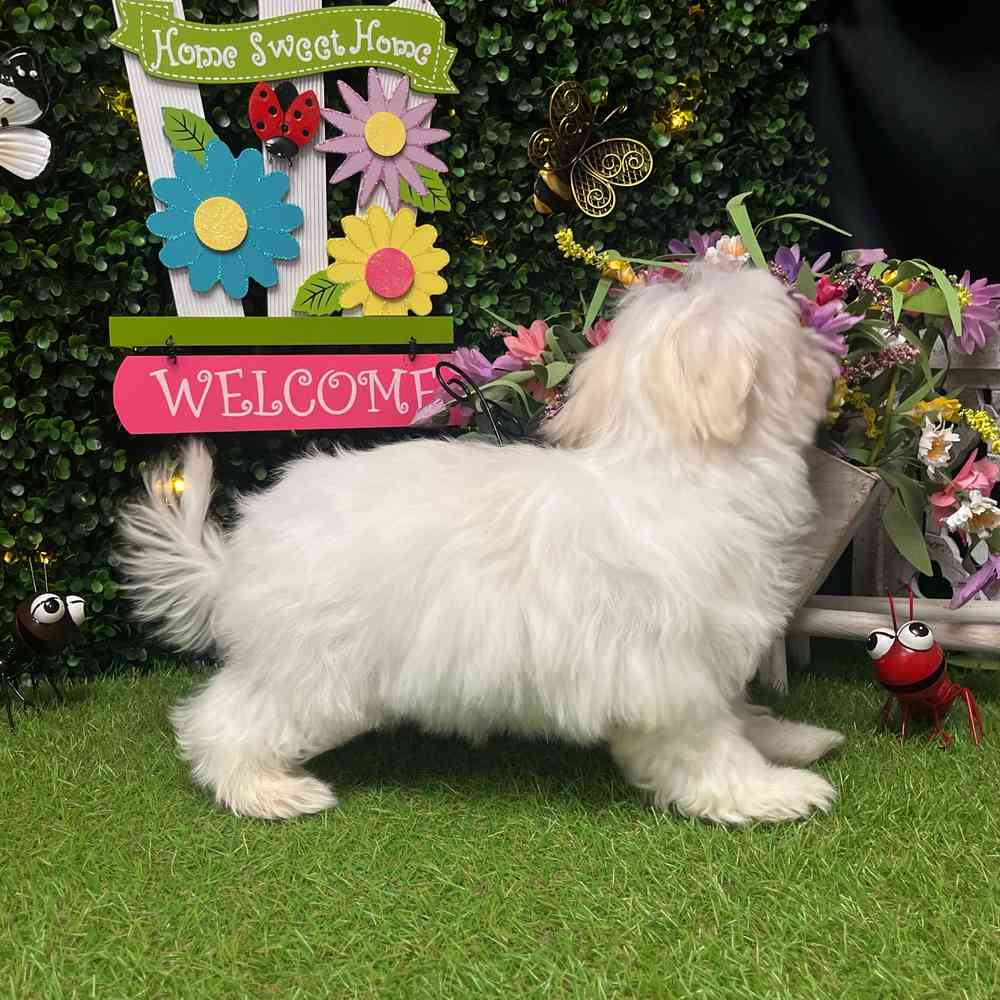 carousel pet images