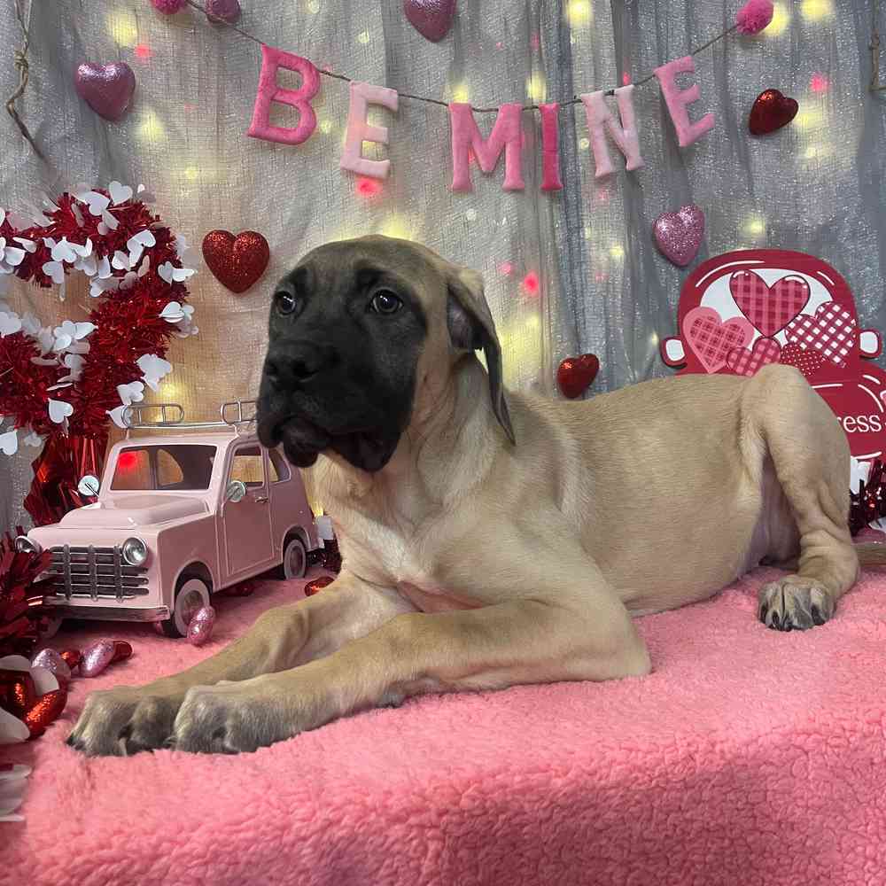 carousel pet images