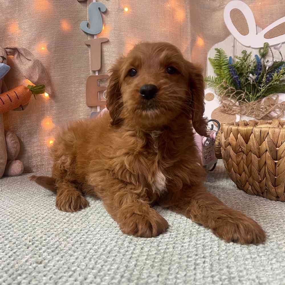 carousel pet images