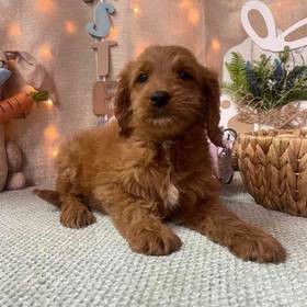 Miniature Goldendoodle
