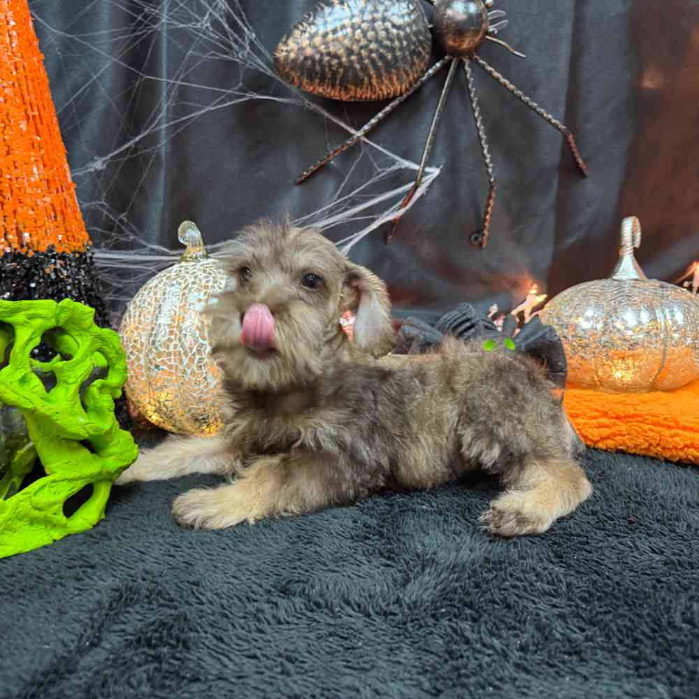carousel pet images