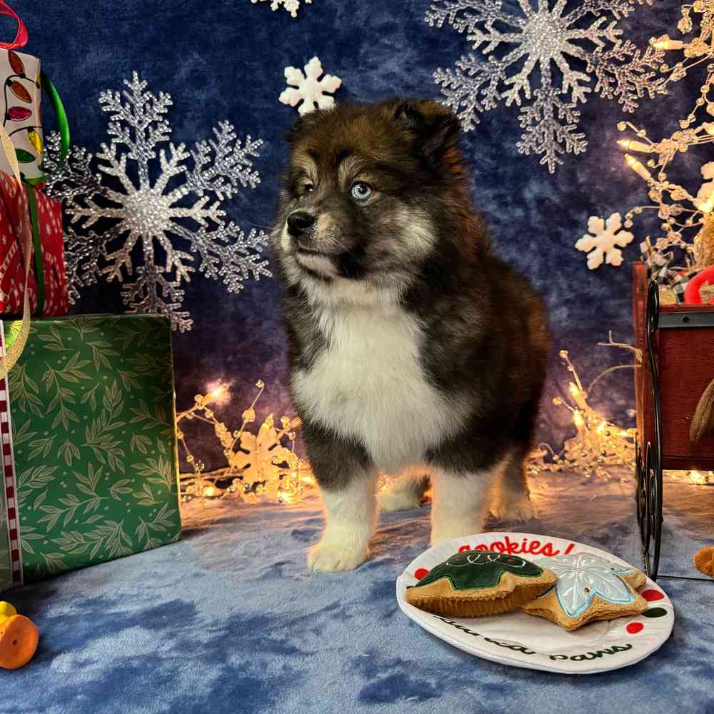 carousel pet images