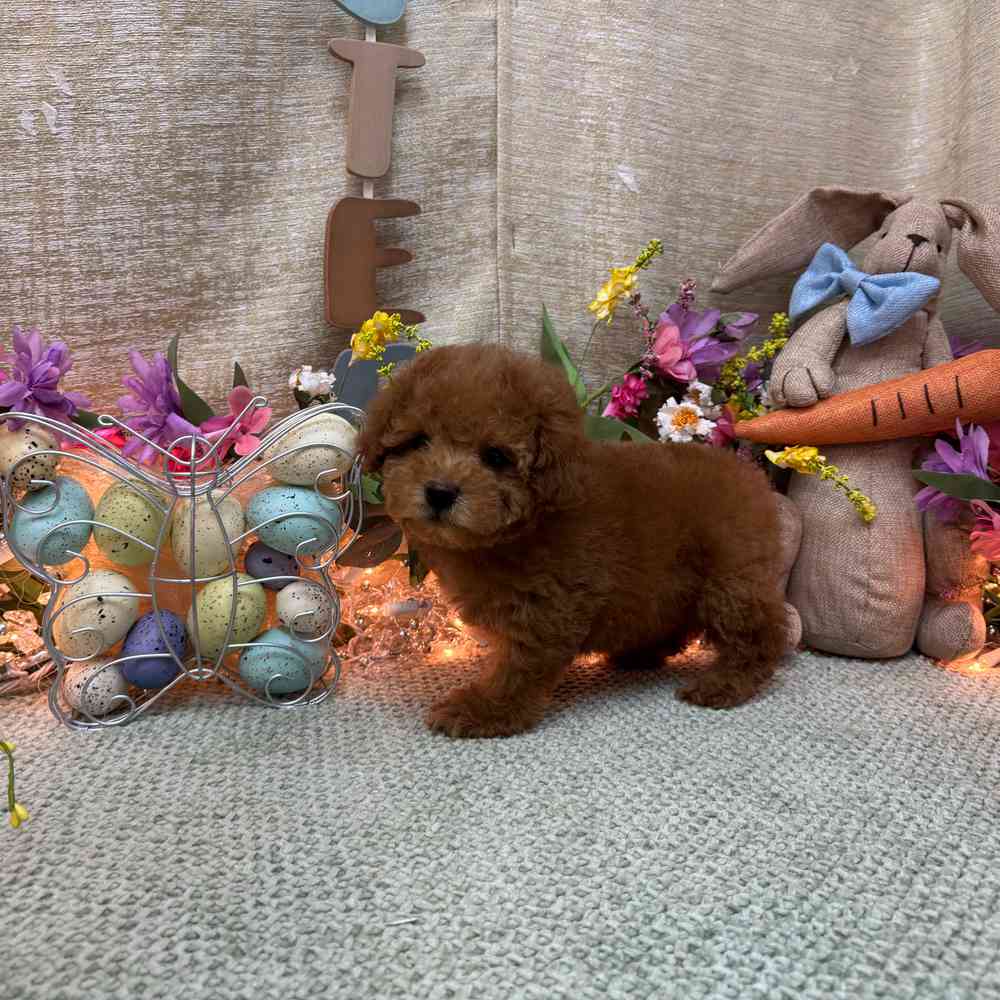 carousel pet images