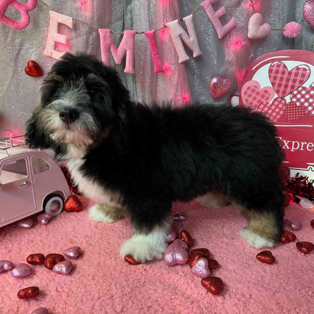 carousel pet images
