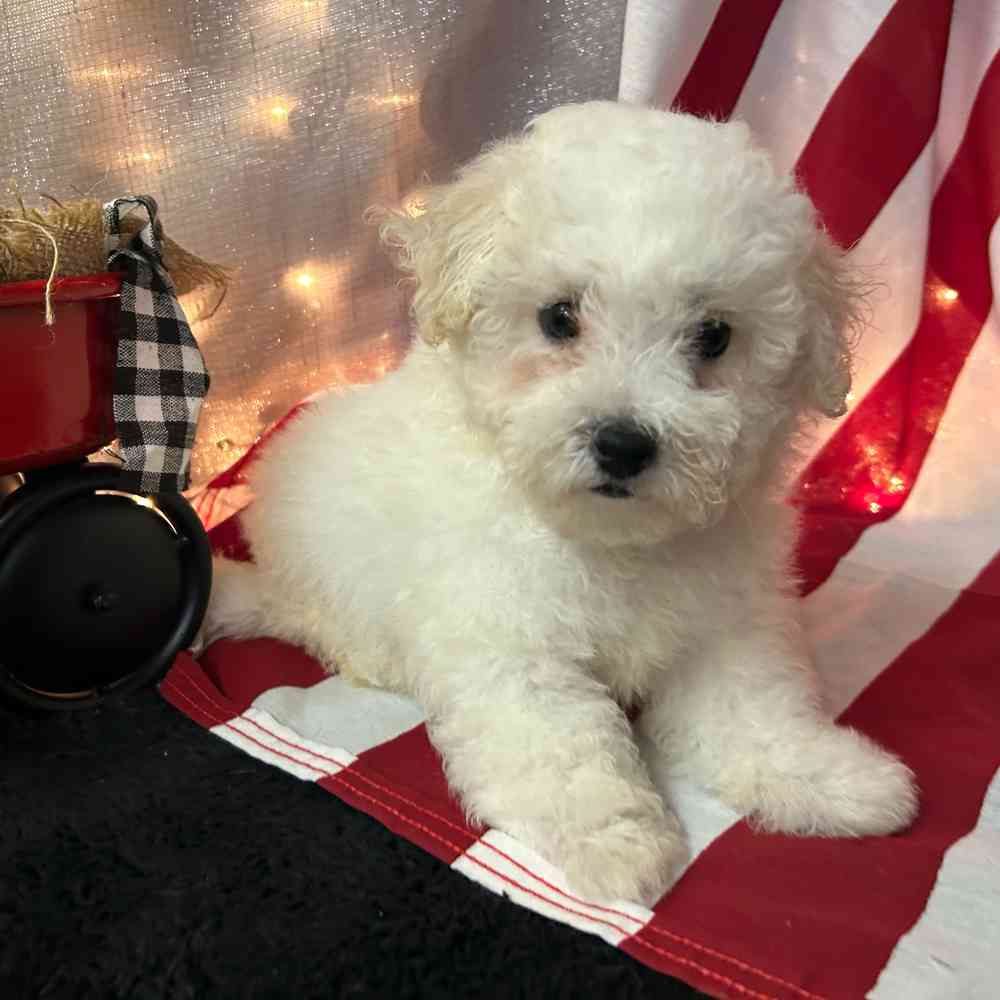 carousel pet images