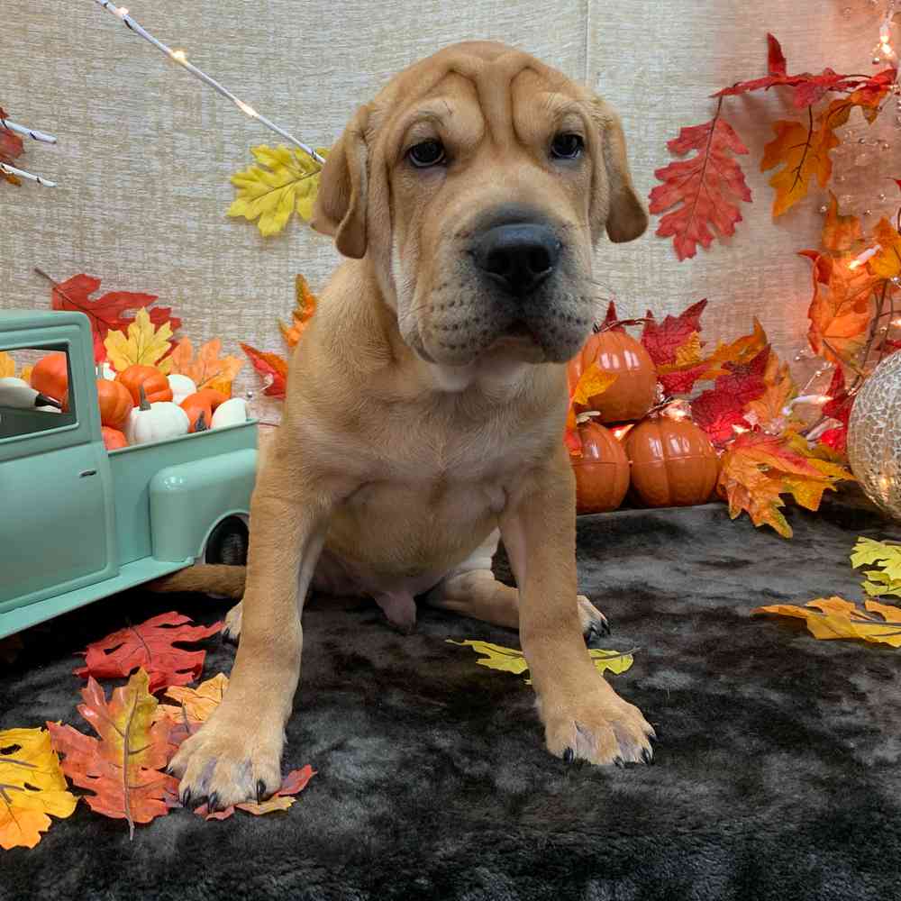 carousel pet images