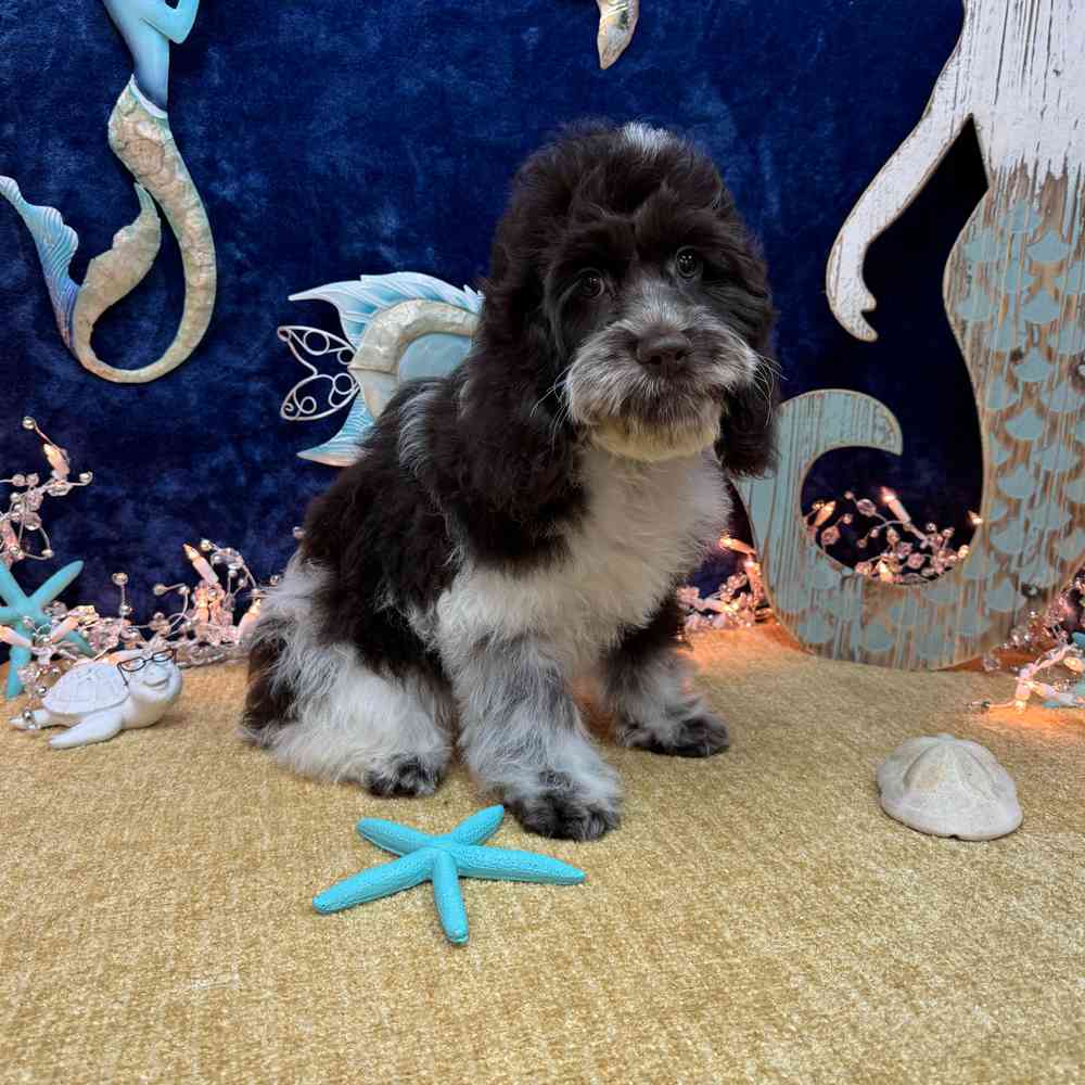 carousel pet images