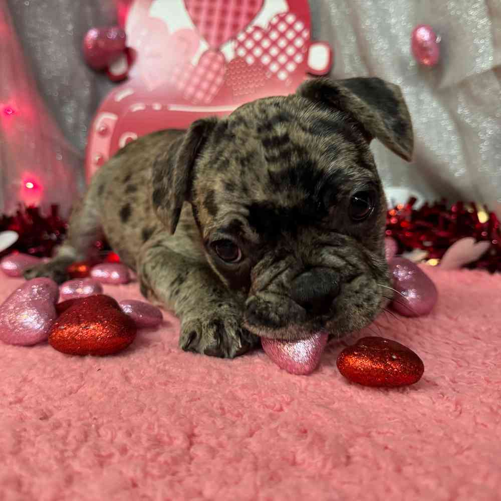 carousel pet images