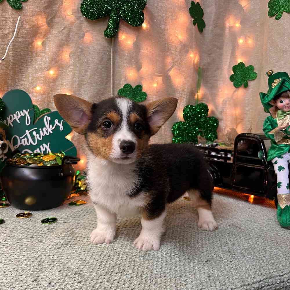 carousel pet images