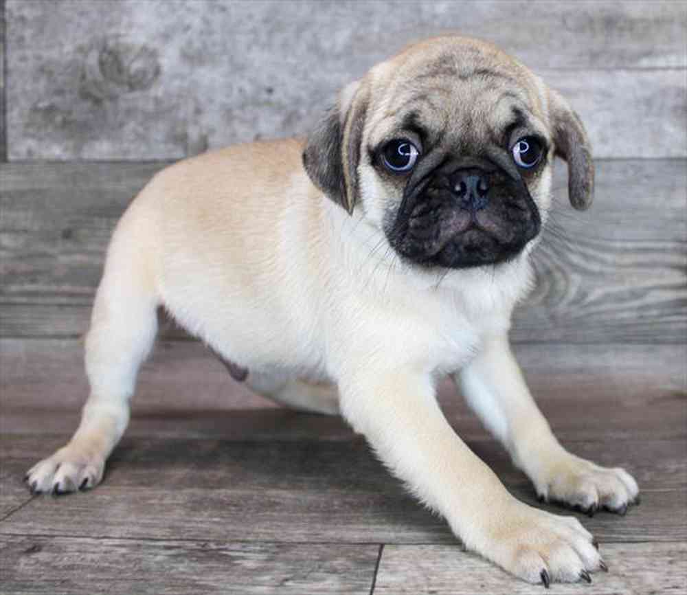 18651878d751d20-afc3-4d04-bf88-87b28bd1ab88pug_45.jpg