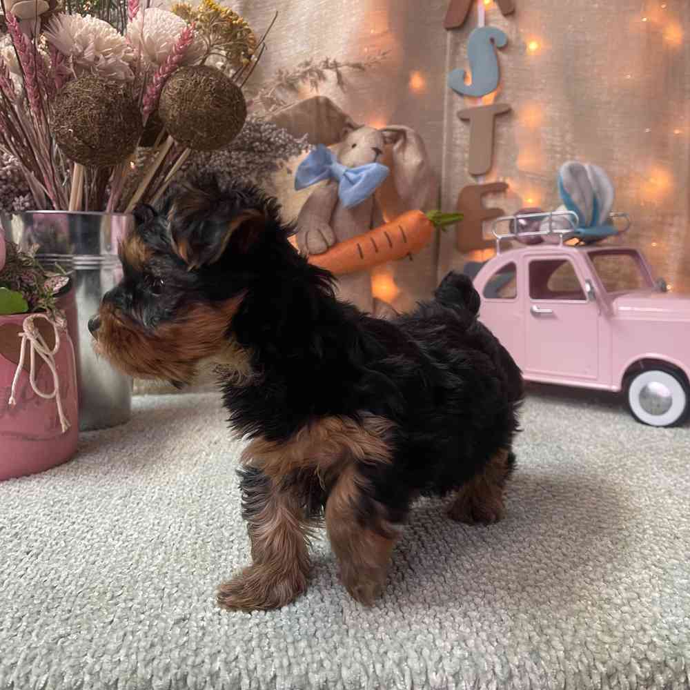 carousel pet images